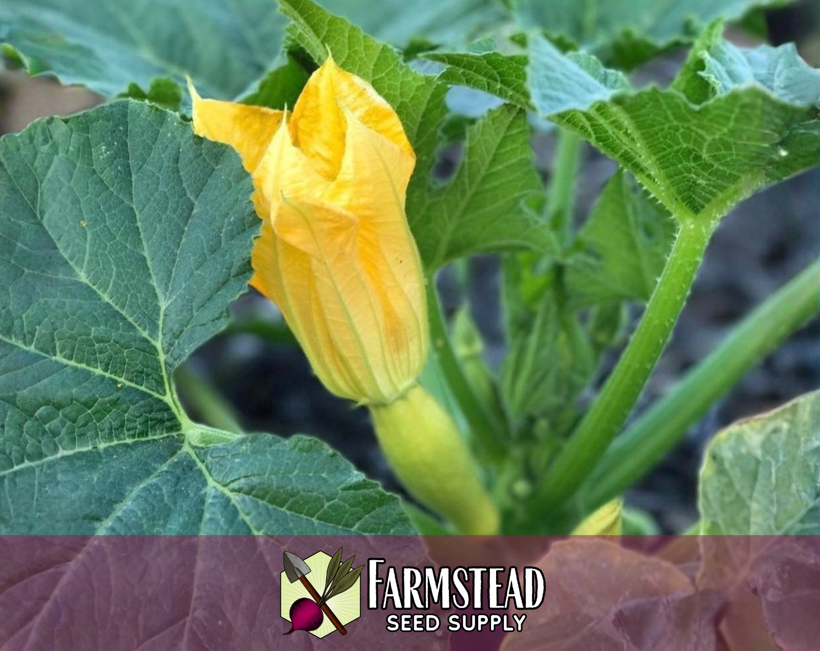 70+ Yellow Summer Squash Seeds [Early Prolific Straightneck] Vegetable Garden