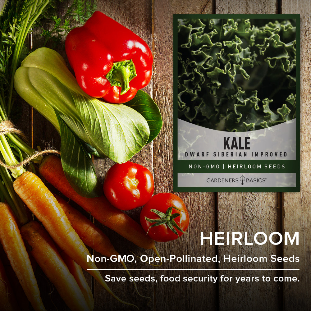 Dwarf Siberian Improved Kale Seeds