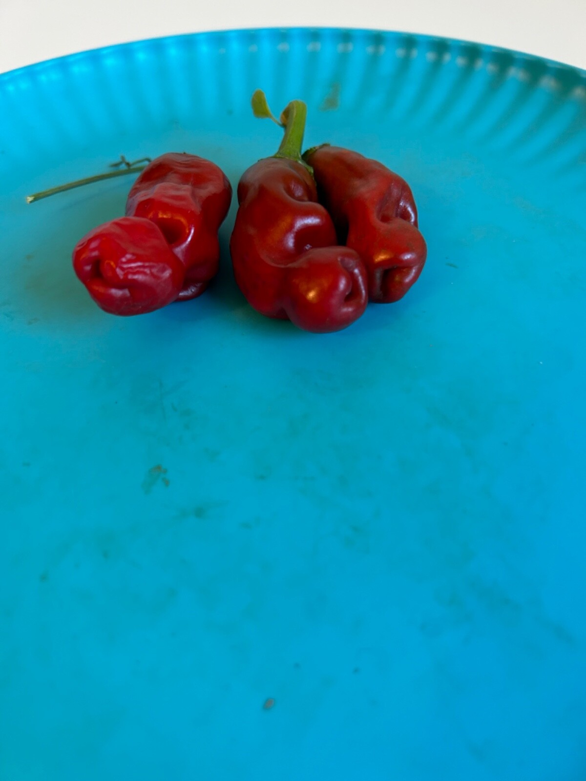 40+ Rare Red Authentic Penis Peter Pepper Seeds. Hot Heirloom Non Gmo