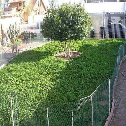 1 LB Miniclover Seed For Planting No Mow Drought Tolerant Clover Lawns