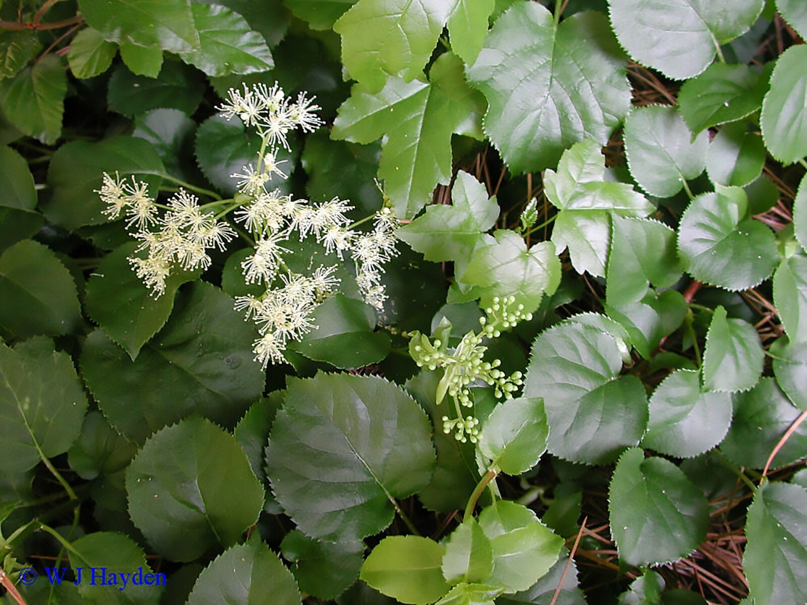 Climbing Hydrangea, Hydrangea anomala petiolaris, Vine Seeds, (Showy, Fragrant)