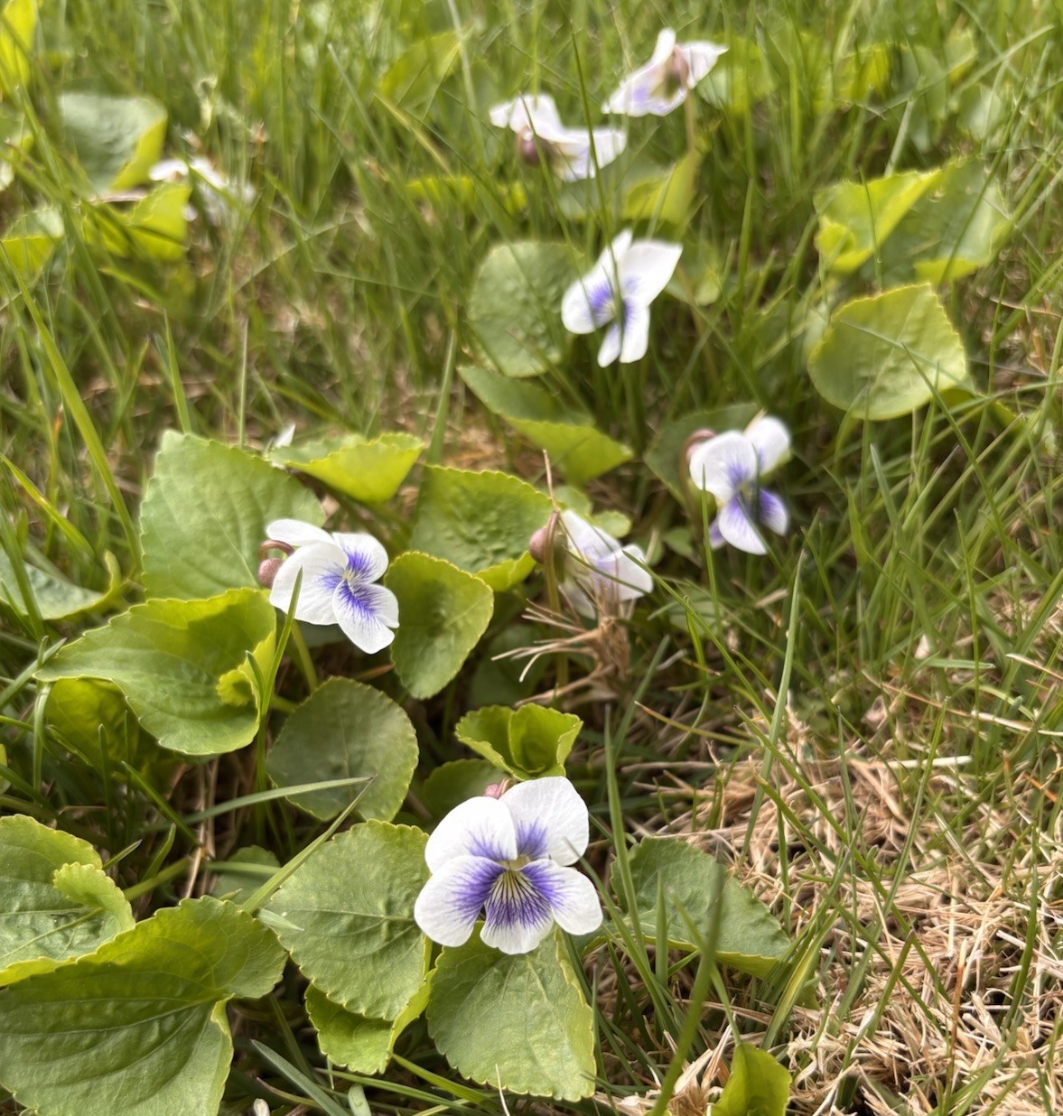 20+ Live White Hardy Violet Viola Plants~Perennial Bare Root Starter~CT Garden