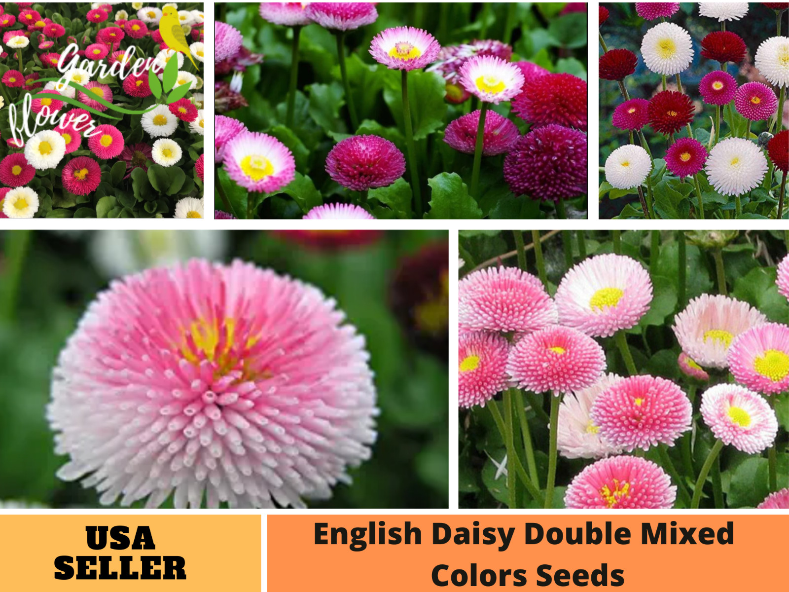 100 Seeds| English Daisy Double Mix Seeds #N001