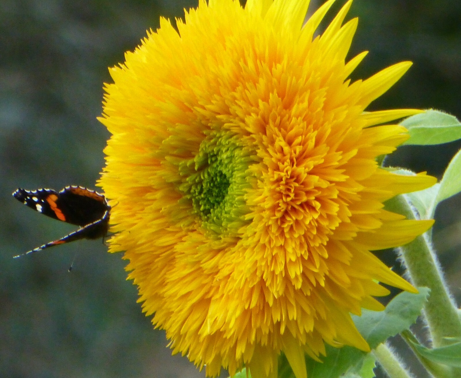 Sunflower Seeds Teddy Bear 50+ Annual Sungold Dwarf Flower USA FREE SHIPPING