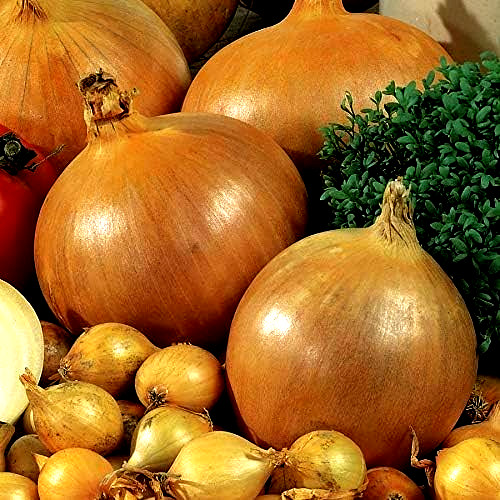Yellow Onion Bulbs 50 Sets Stuttgarter Onions Spring Garden Planting Non-GMO