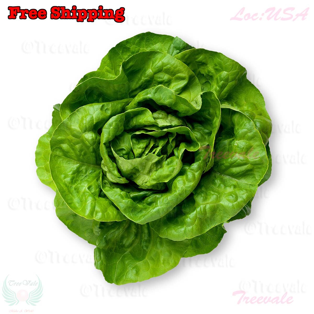 Buttercrunch Butterhead Lettuce Seeds – Early Green | Butter head Lettuce Seeds
