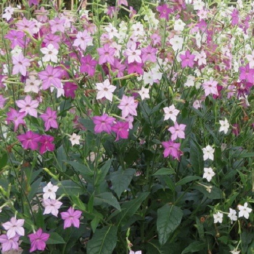 Jasmine Tobacco Seeds Sensation Mix (Nicotiana alata) Heirloom Fragrant Flowers