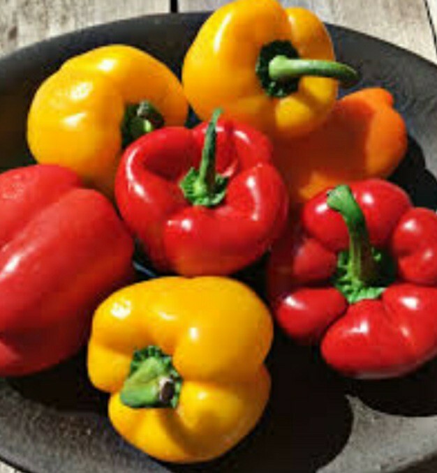 25 Large Organic non-GMO Yellow/Orange/Red Sweet Bell Pepper FRESH SEEDS