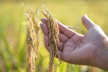 Canary Seed Alpiste 4Lbs 3Pack 12 Lbs
