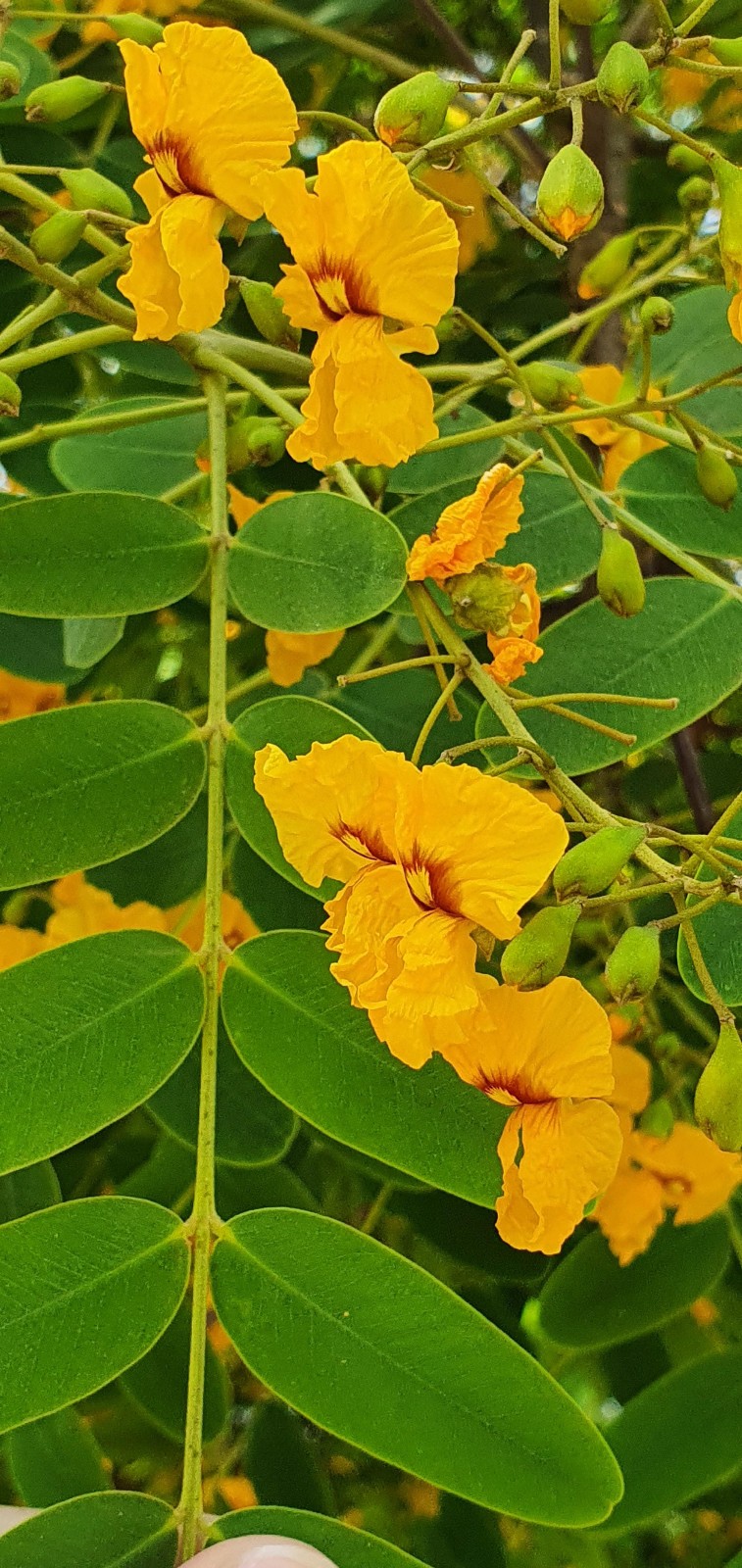 Tipu, Tipa, Tipuana, Pride Of Bolivia, Rosewood – 35 Seeds
