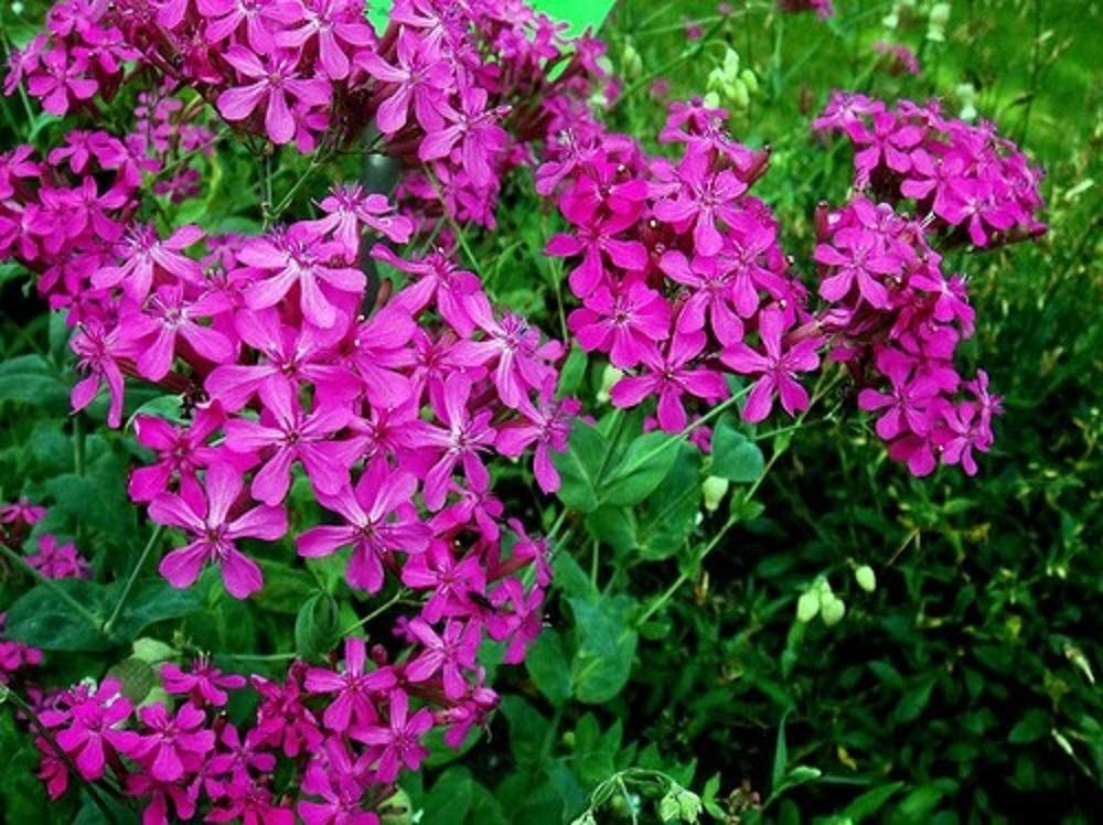 Catchfly Flower Seeds, “COOL BEANS N SPROUTS” Brand. Home Gardening.