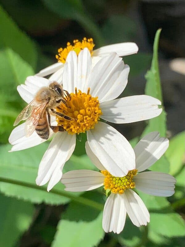 25+ SPANISH NEEDLES * BIDENS ALBA SEEDS * Pollinator Garden * Bee & Butterfly