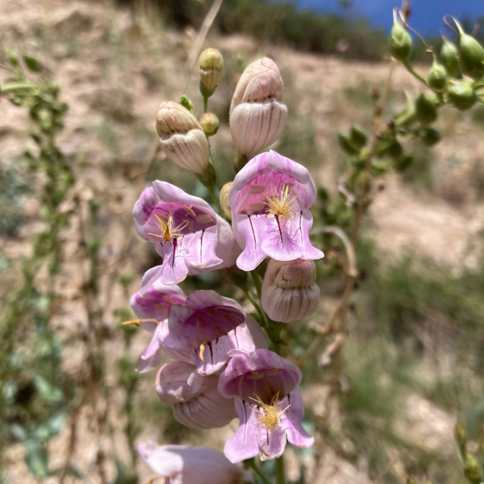 Palmer’s Scented Penstemon Seeds, Beardtongue (Penstemon palmeri) ~Wildflower