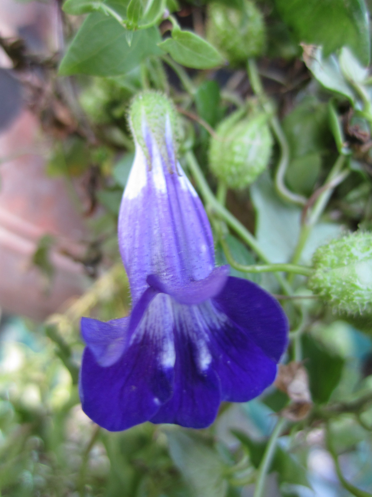 Climbing Snapdragon*Asarina Scandens-Joan Loraine Blue Climber Seed*hummingbird
