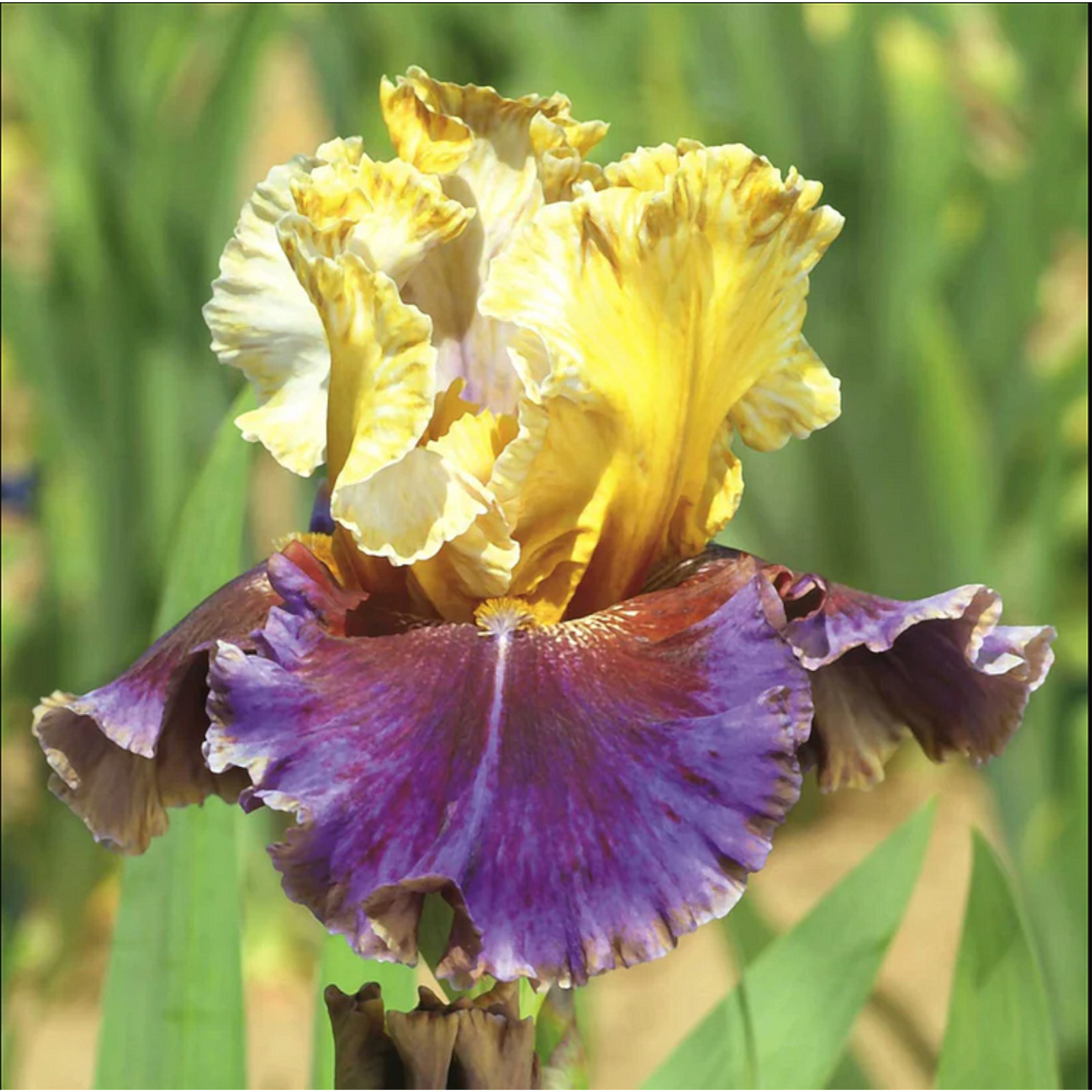 Mixed Color Rare Iris Flower Seeds (30pcs) – Perennial, Iris for Autumn Blooms