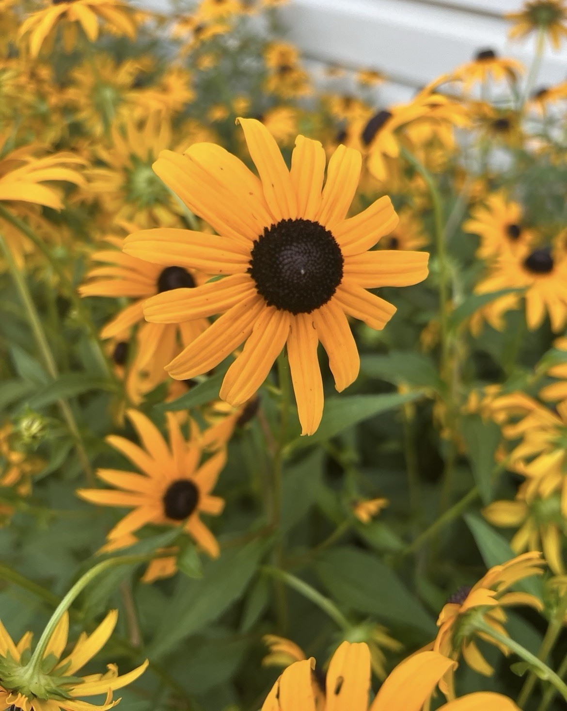 BLACK-EYED SUSAN FLOWER SEEDS- 25+- ATTRACTS POLLINATORS BUTTERFLIES BEES