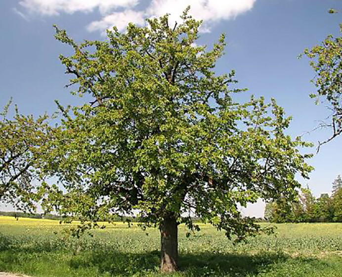 Sweet Cherry, (Mazzard Cherry), Prunus avium, Tree Seeds (Showy, Edible, Fast)