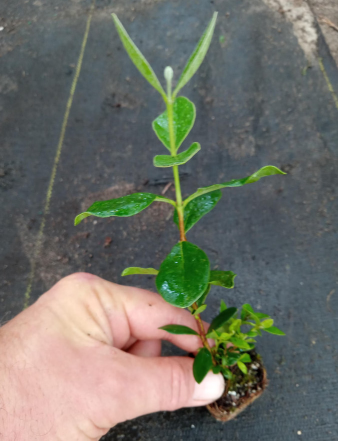 Set 2 Pineapple Guava Live Plant – 4-6″Tall – Edible Tropical Fruit & Ornamental