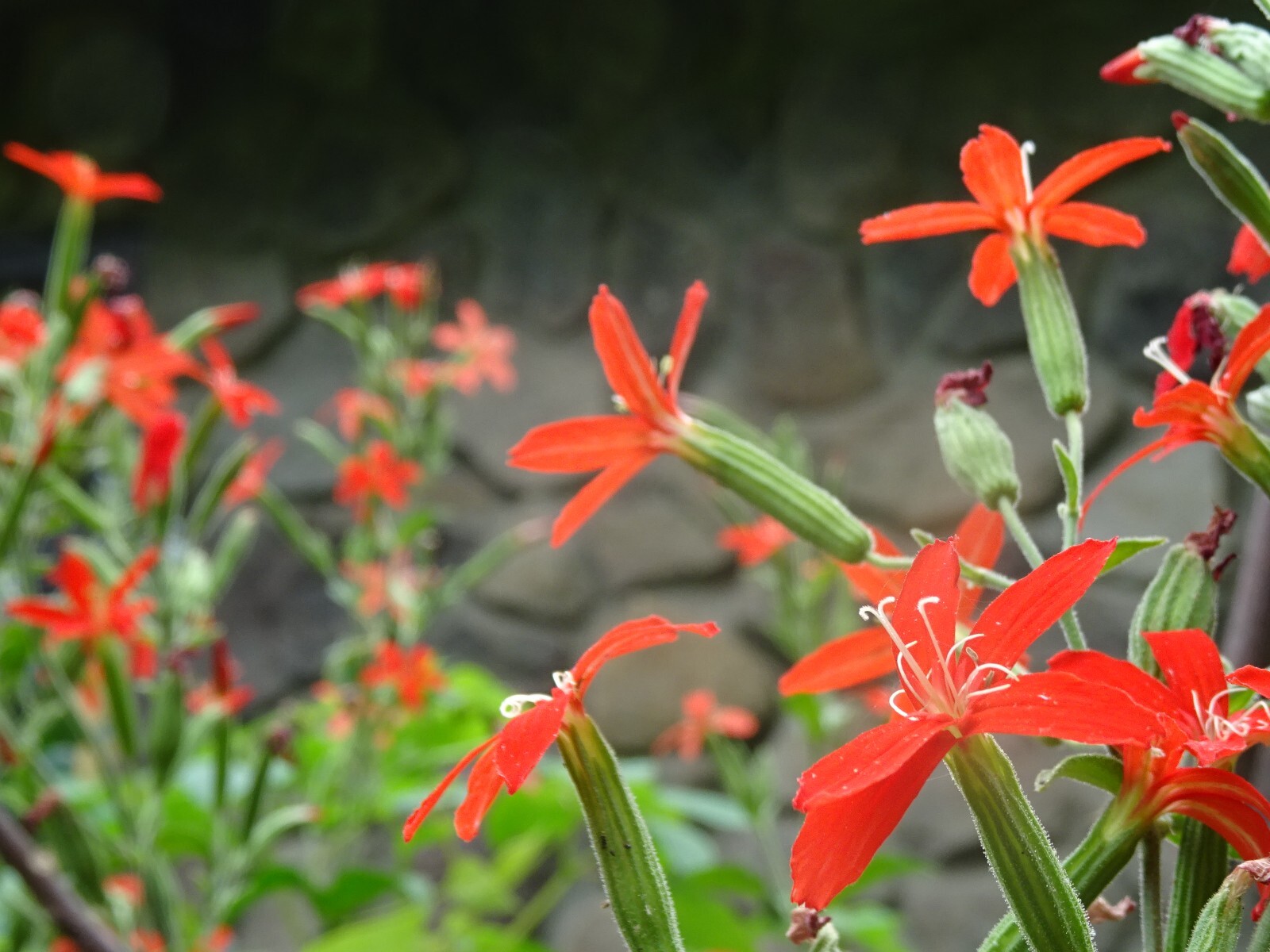 Royal catchfly Silene regia Native Perennial 20 seeds from 2024 for Hummingbirds