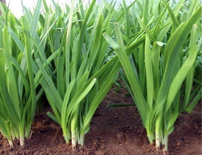 Garlic Chives 韭菜根 40 Live Plants Bare Root Hardy Perennial Herb Organic NON-GMO
