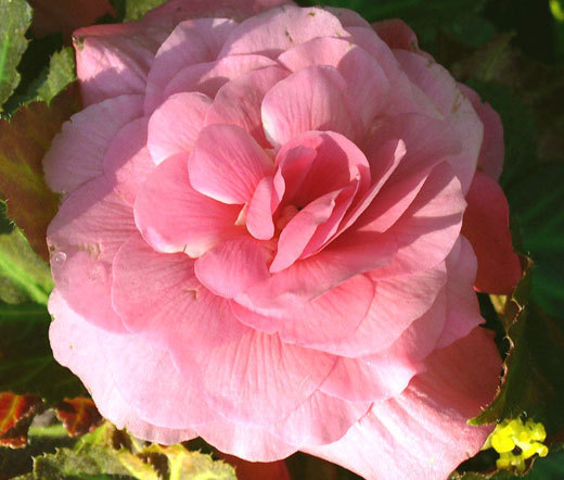BEGONIA TUBEROUS DOUBLE SALMON PINK Begonia Tuberosa – 100 Bulk Seeds
