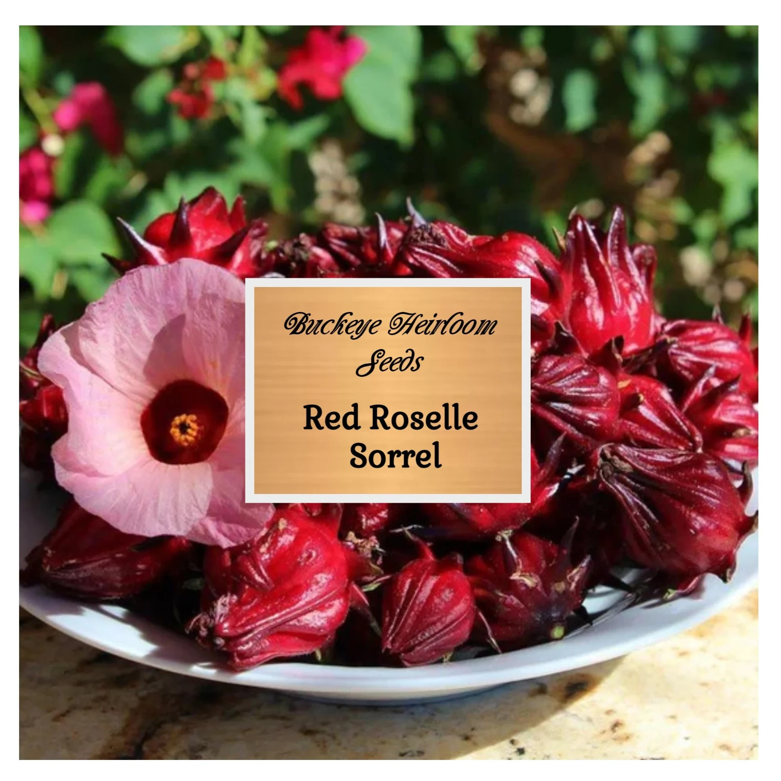 Red Roselle Sorrel | Asian Sour Leaf | 20 Seeds | Hibiscus sabdariffa