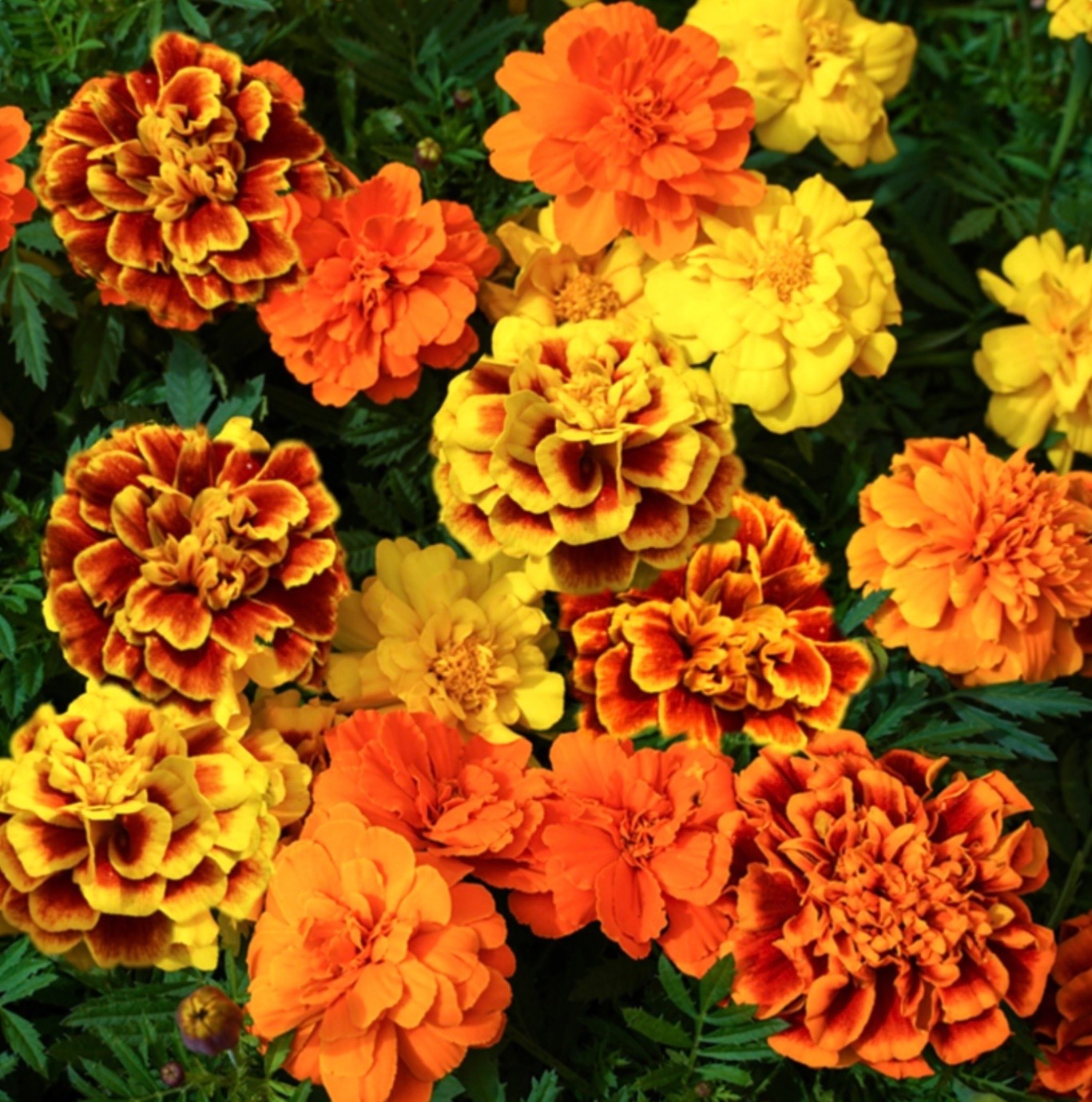 French Marigold Flower Seeds, Dwarf Double Bloom Sparky Mix, NonGMO Fresh 2026