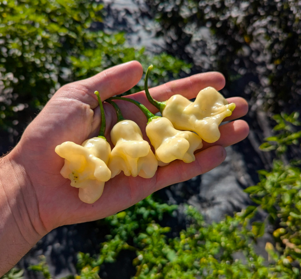 Aji Sparklng White Fantasy Pepper Seeds. 10 seeds. Free Shipping!