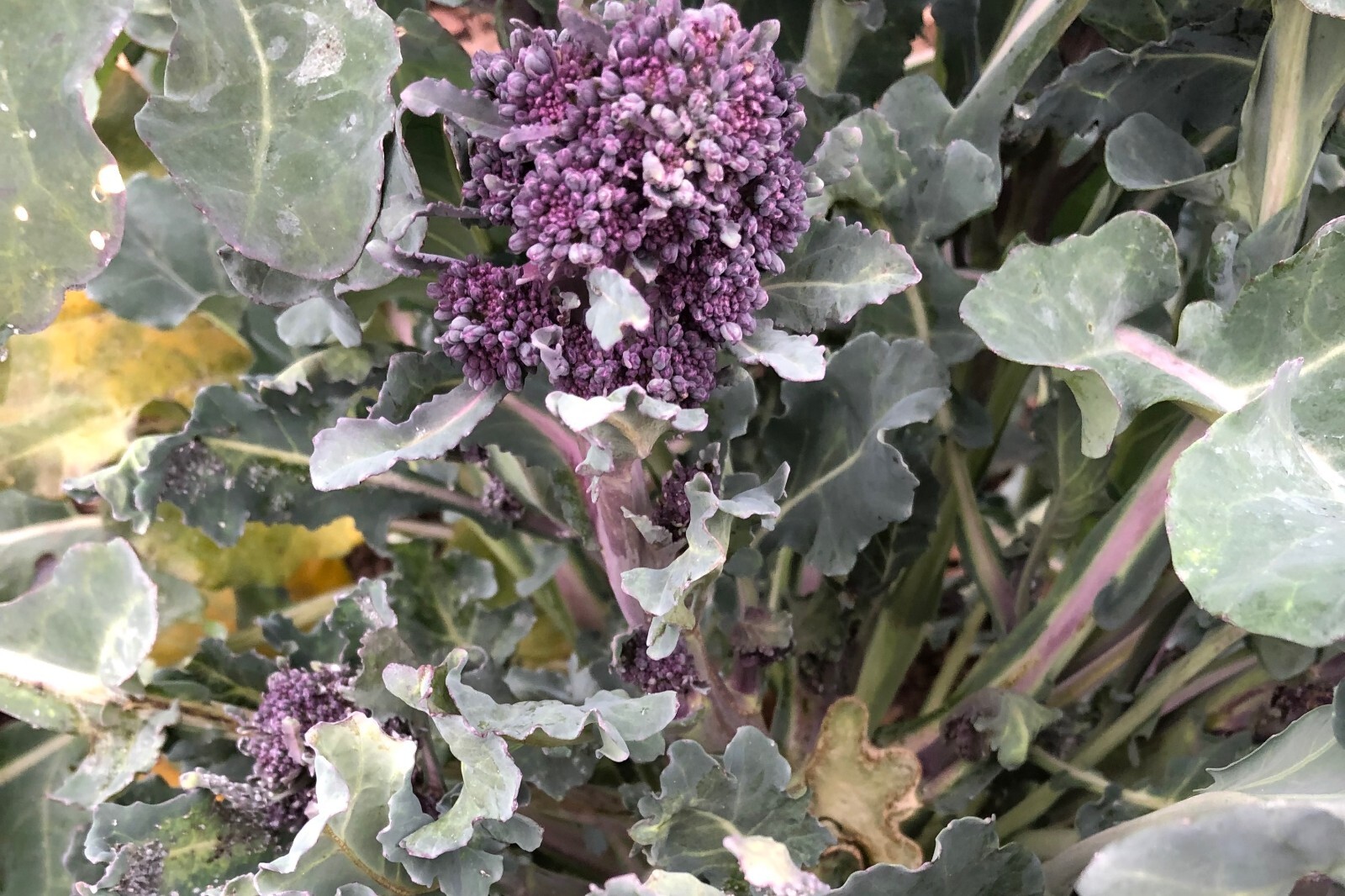 Purple Sprouting Broccoli Seeds for Planting Organic Non-GMO Seed Packet Bulk