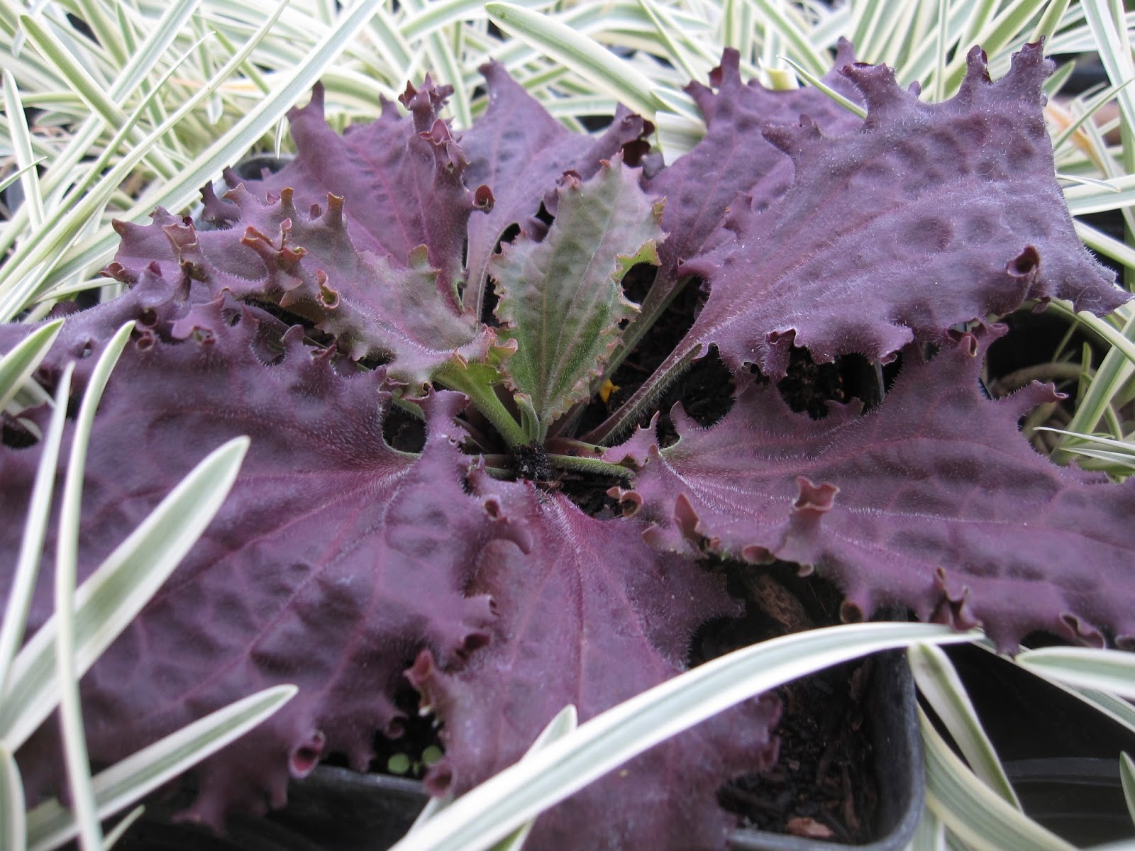 Plantain ‘Purple Perversion’ ~ Plantago major ~ Fringed, Rich Maroon Leaves