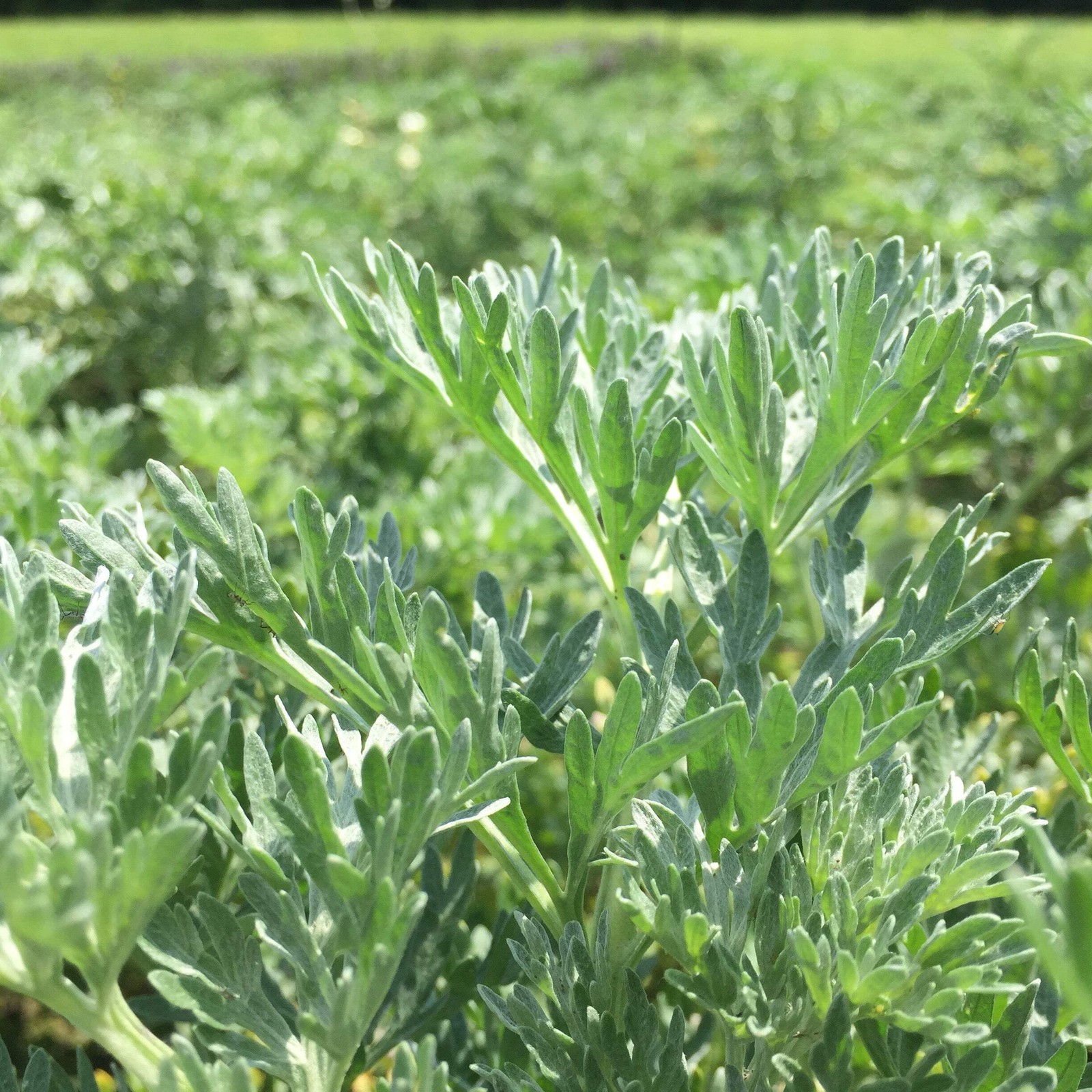 Wormwood, Absinthe Seeds (Artemisia absinthium) ~Traditional Herb Garden