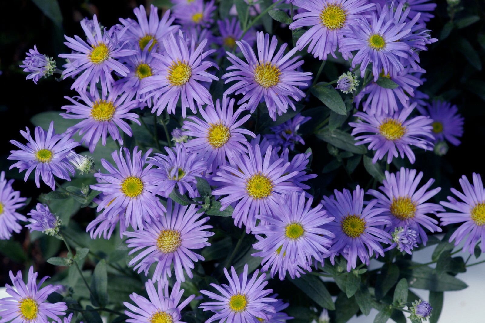 101+PRAIRIE ASTER Seeds Perennial Native Wildflower Summer Fall Garden Container