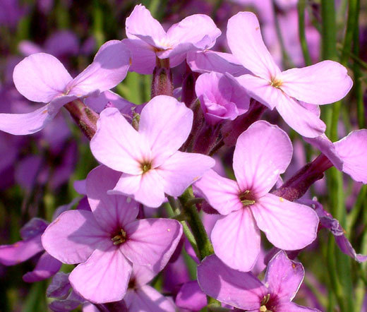 DAMES ROCKET Hesperis Matronalis – 10,000 Bulk Seeds