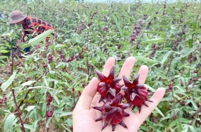 200 Roselle Seeds Asian Sour Leaf Hibiscus sabdariffa Free Shipping