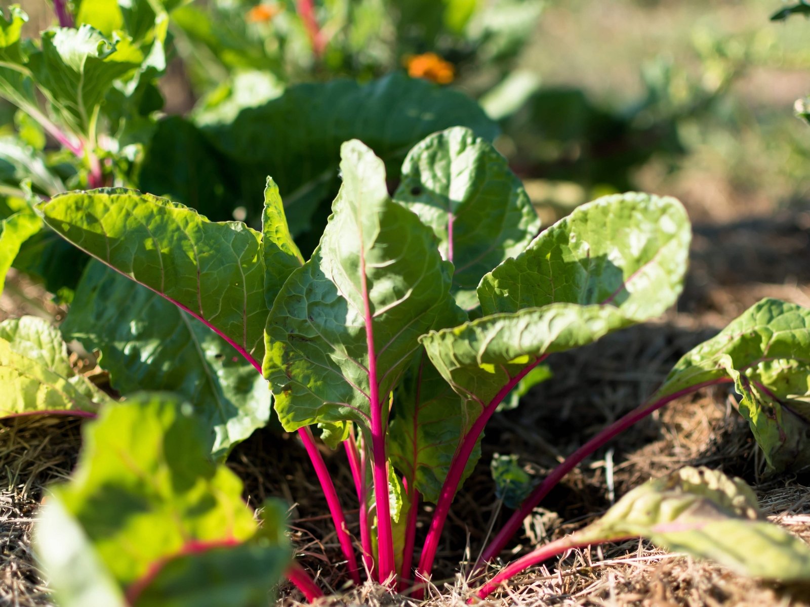 40 PINK LIPSTICK SWISS CHARD Vegetable Seeds Perpetual Spinach Beta Vulgaris