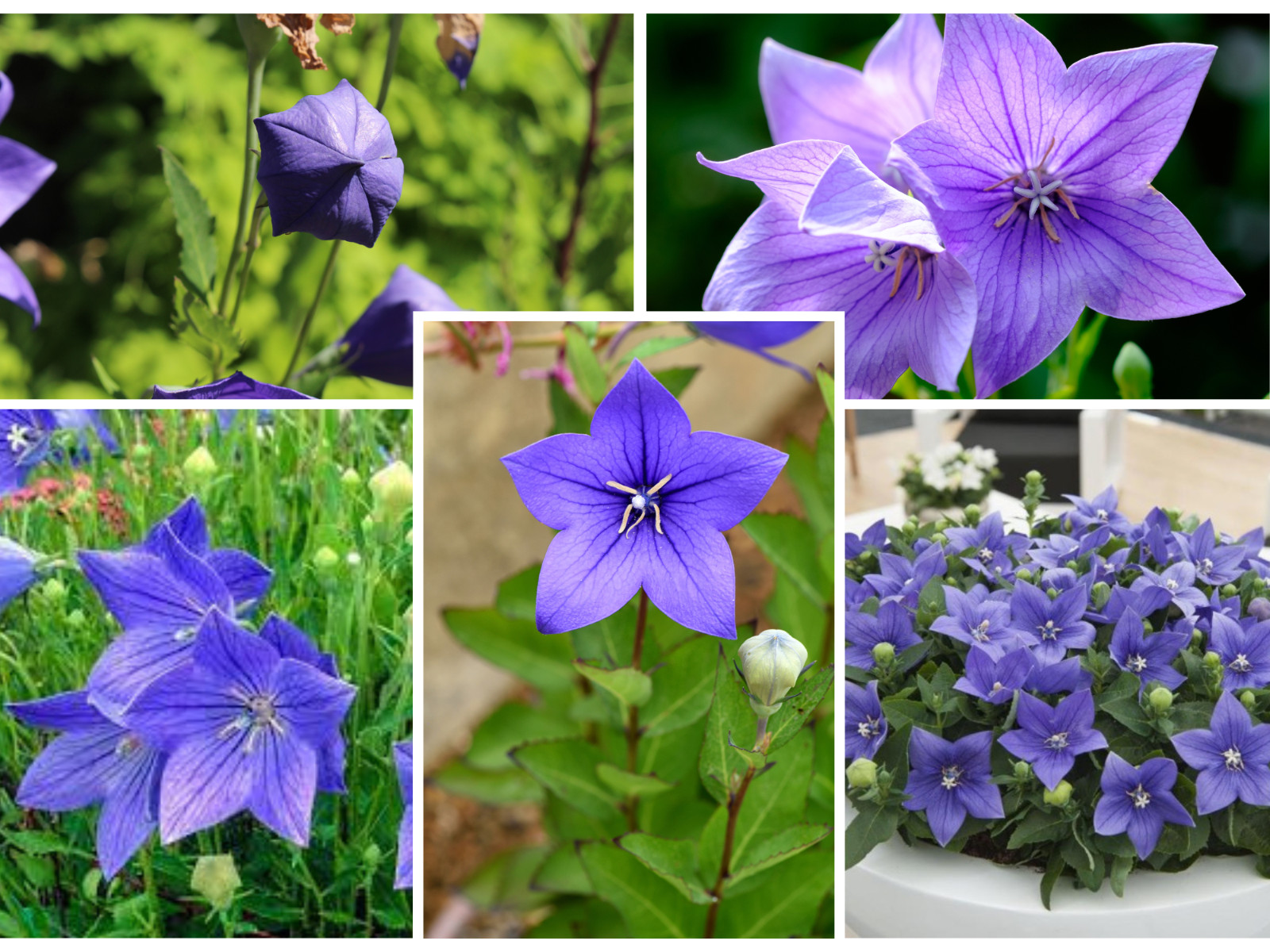 60 seeds| Blue Balloon Flower (Platycodon grandiflorus) Herb seeds #6005