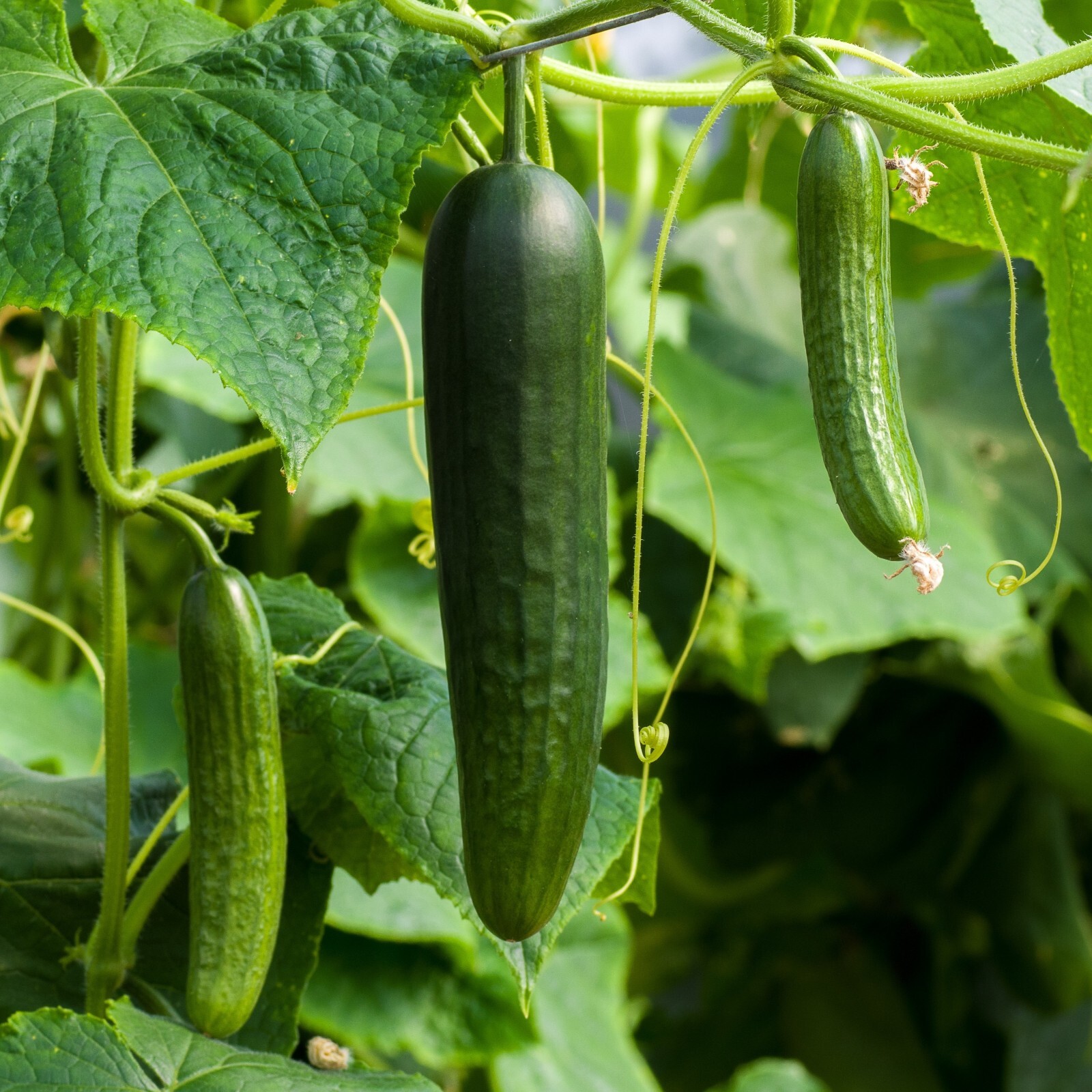 Cucumber Marketer Seeds, Fast Growing, High Yield, Non-GMO, Free Shipping