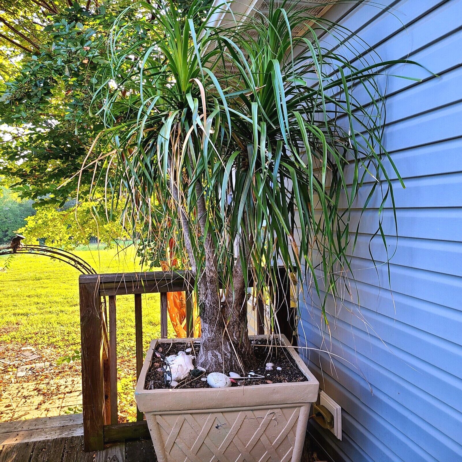 Ponytail Palm Tree Seeds Beaucarnea recurvata Elephant Foot Indoor House Plant