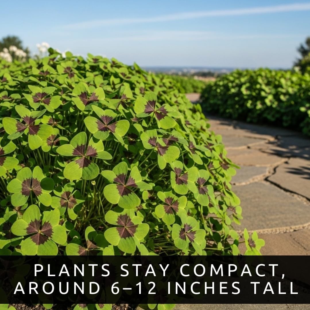 Vibrant Green Iron Cross Shamrock Bulbs – 20 Organic Indoor/Outdoor Plants