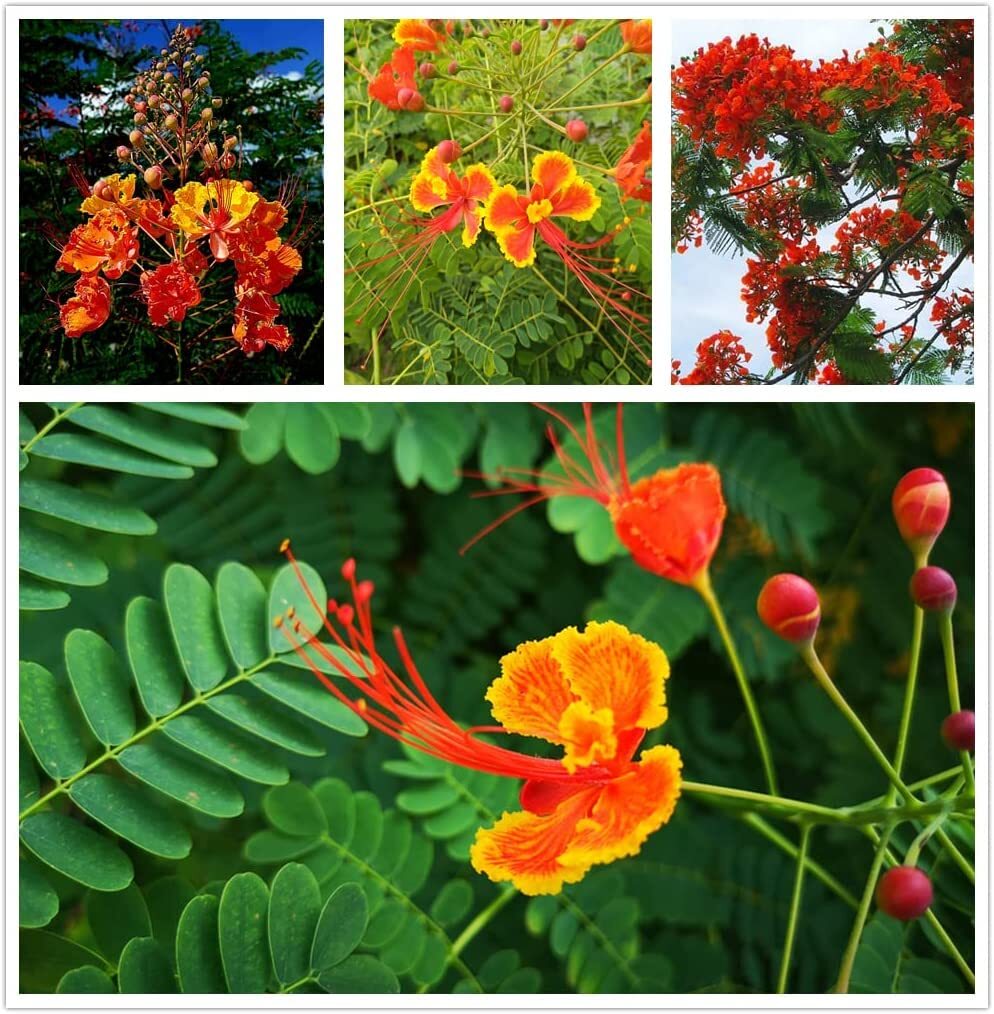 Red Bird of Paradise Flower Seeds for Planting (15 Seeds) – Caesalpinia pulcherr