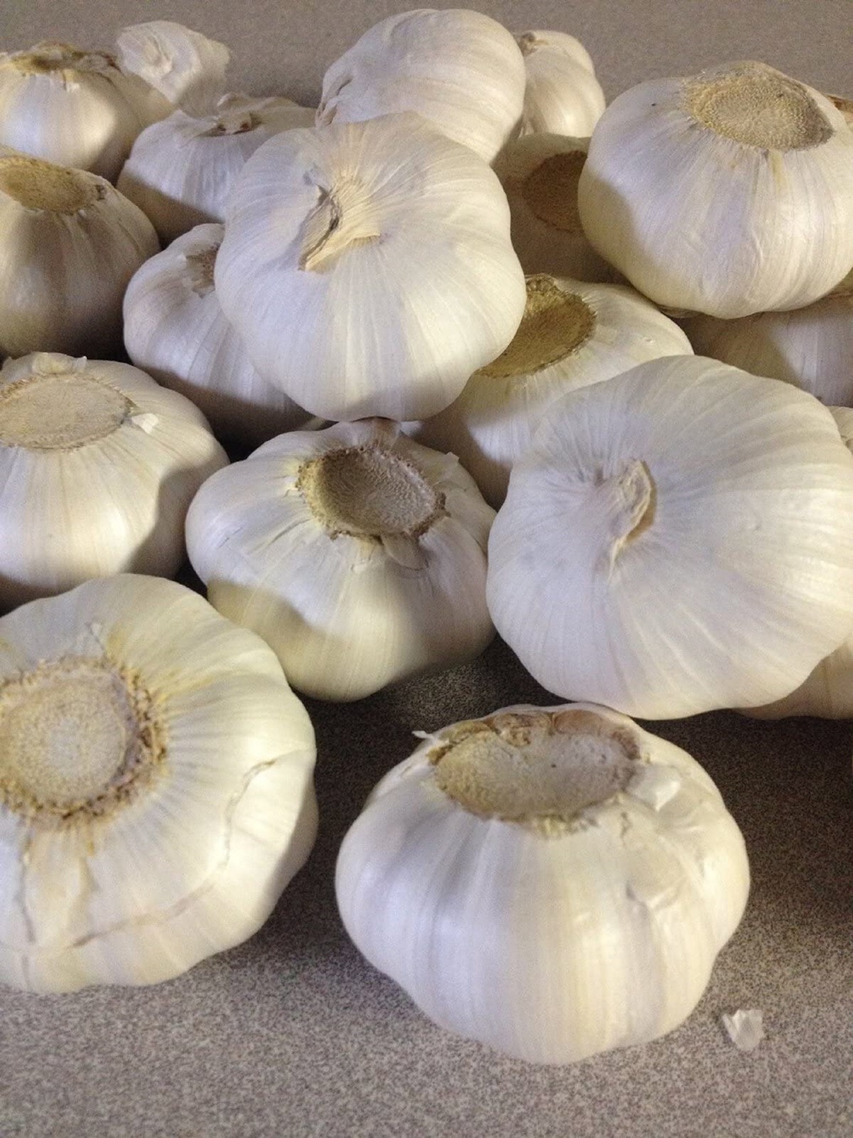Garlic Bulbs,Whole White Bulbs for eating and or planting. COOL BEANS N SPROUTS