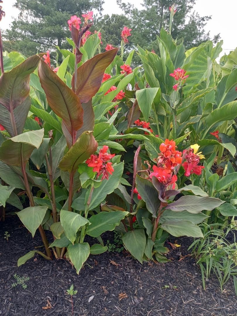 CANNA LILY SEEDS. 100 COUNT.  VARIOUS COLORS. GREAT AROUND WATER GARDENS.
