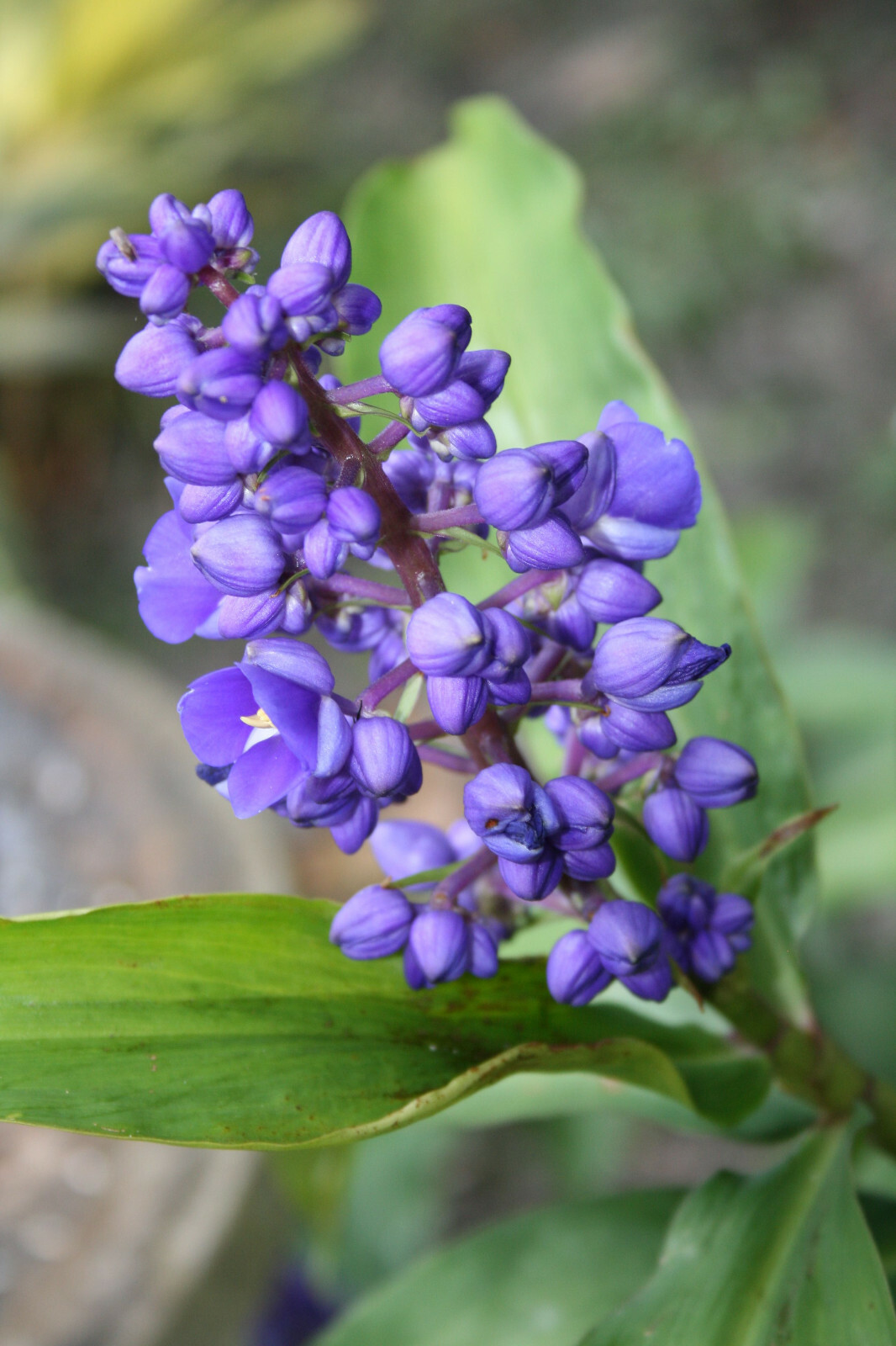 1 Hawaiian Blue Ginger Plant Root – Easy to Grow- Fragrant Once Bloomed