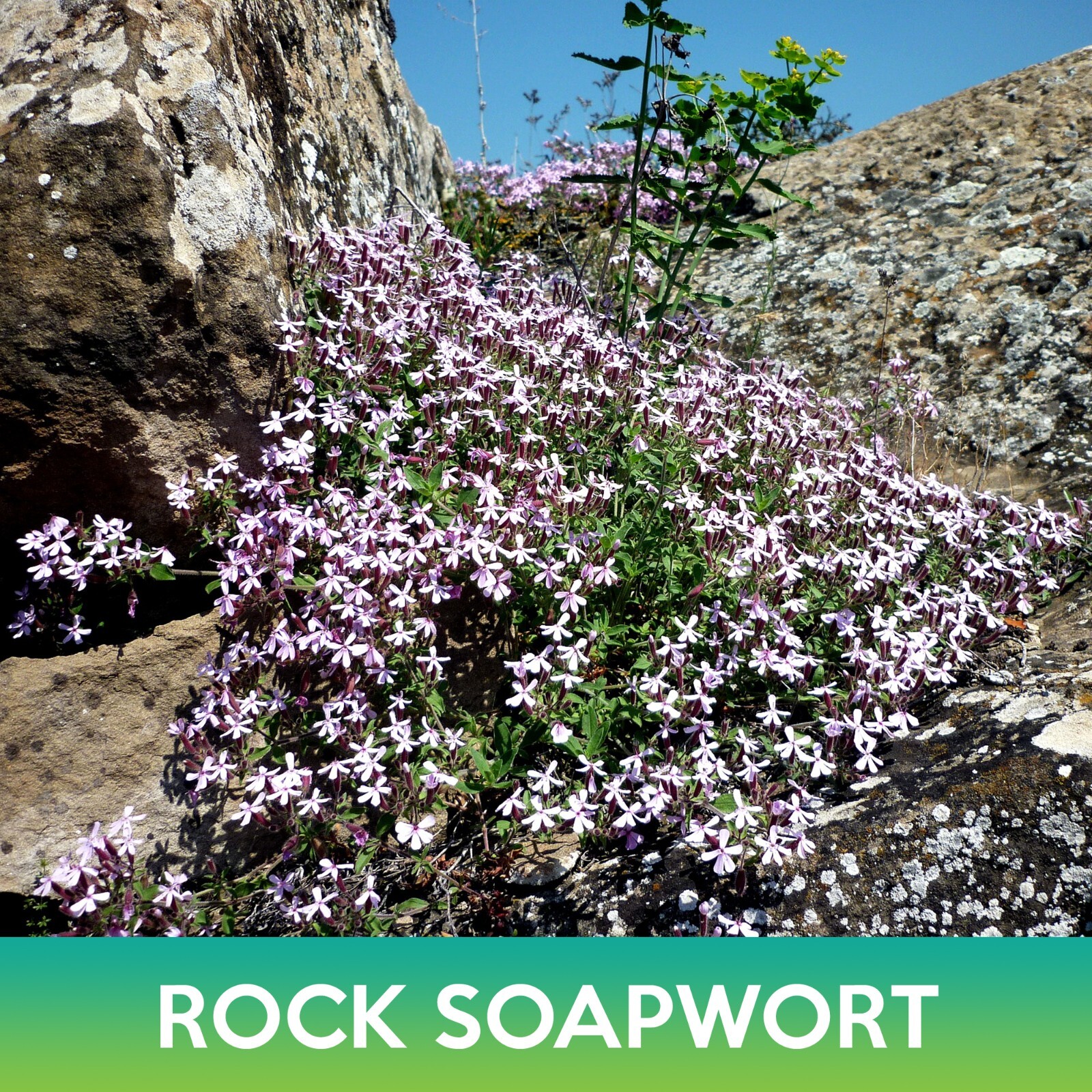 Rock Soapwort Seeds, Saponaria ocymoides