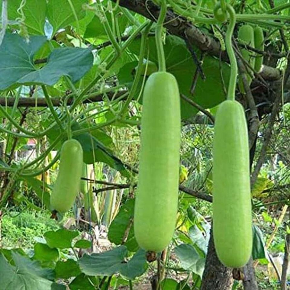 12 Long Bottle Gourd Seeds Chinese 蒲瓜 Asian Indian Opo Squash Dudi Calabash