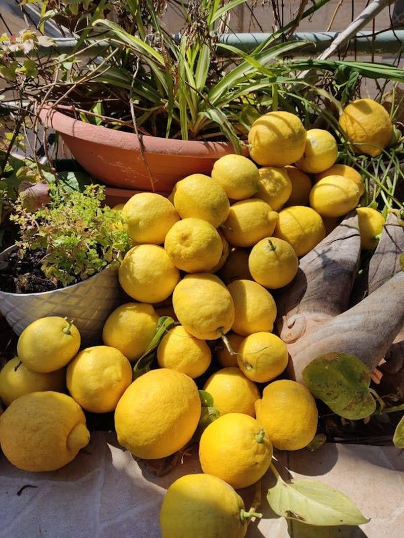 Mix Bonsai Fruit Seeds for Planting – 5 Variety Individual Packs: 40+ Lemon
