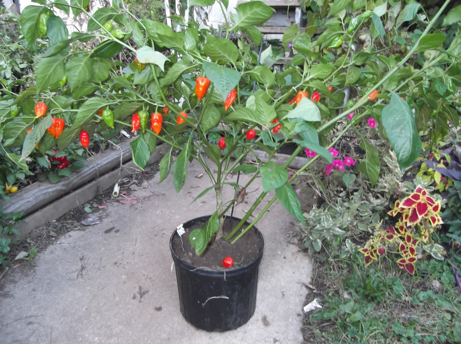GHOST PEPPER ‘BHUT JOLOKIA’ MEGA HOT PEPPER! COMB. S/H! SEE OUR STORE!