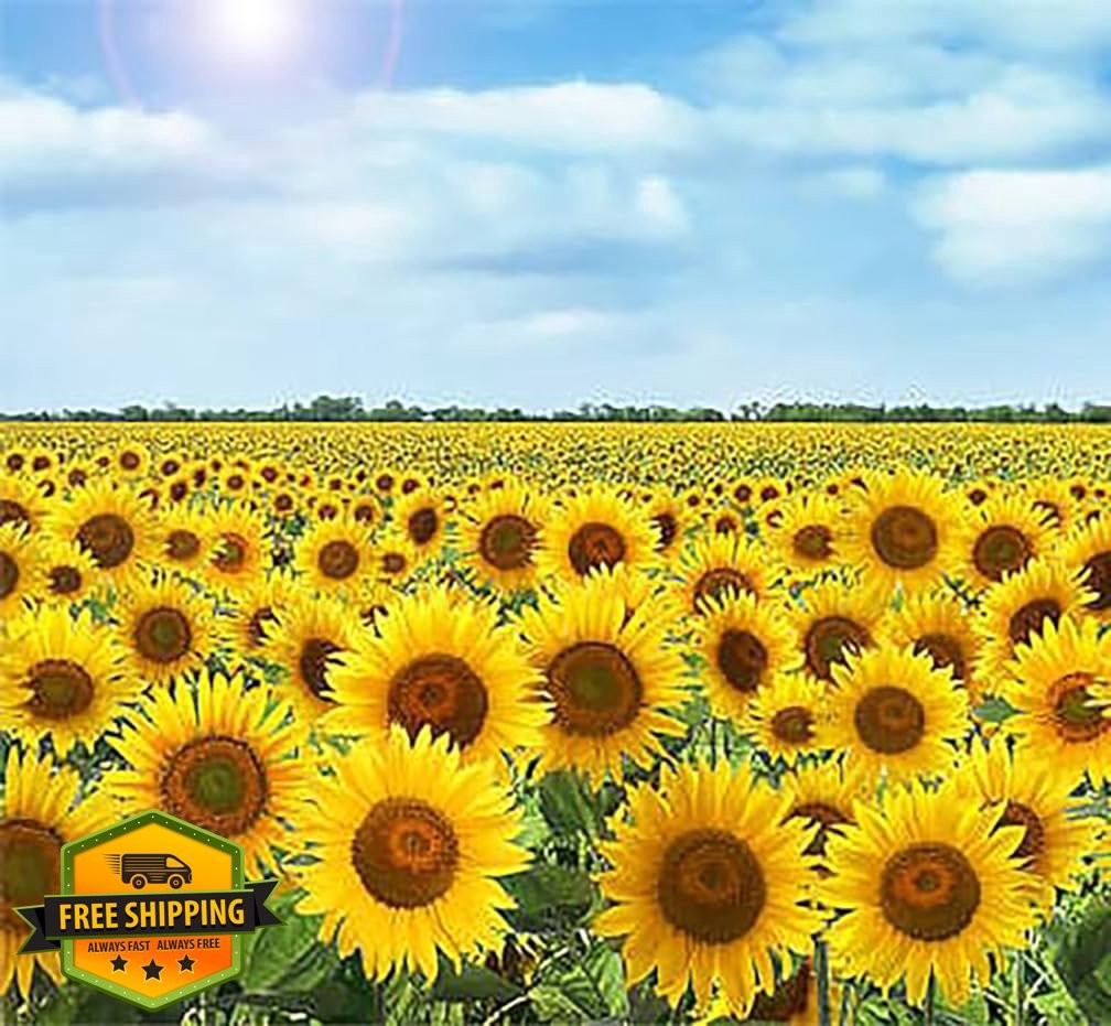 Marde Ross Mammoth Sunflower Seeds