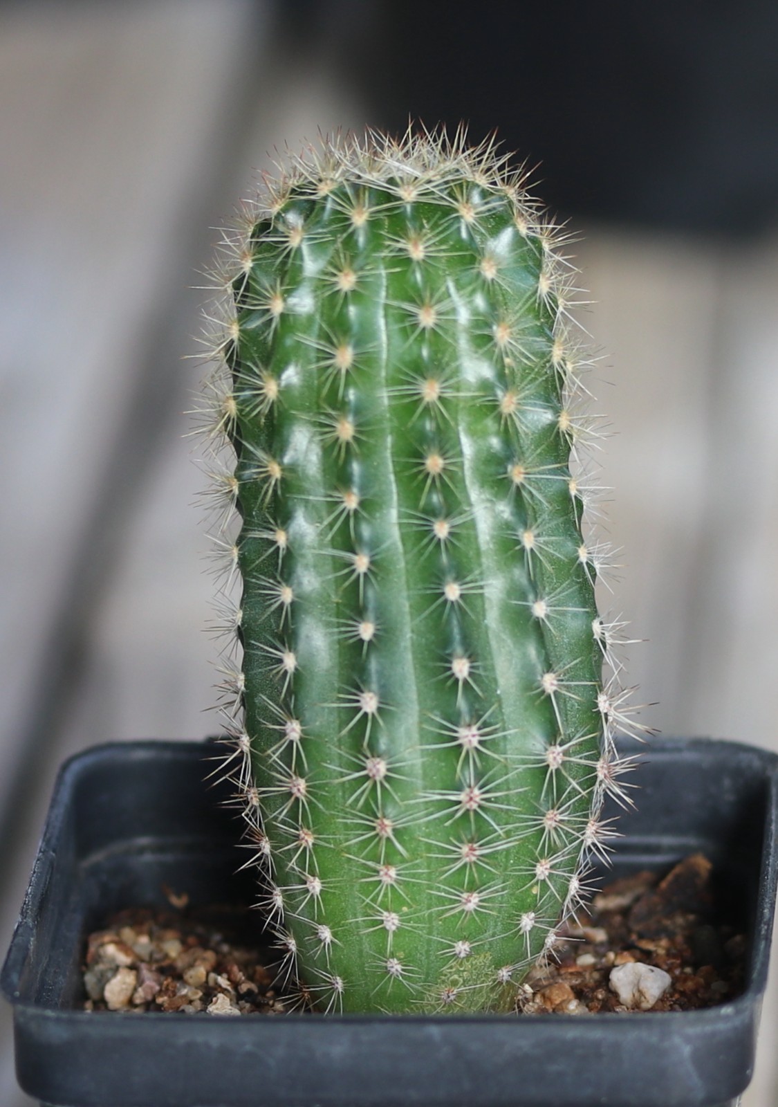 Echinopsis hybrid ‘Pink Truffle’