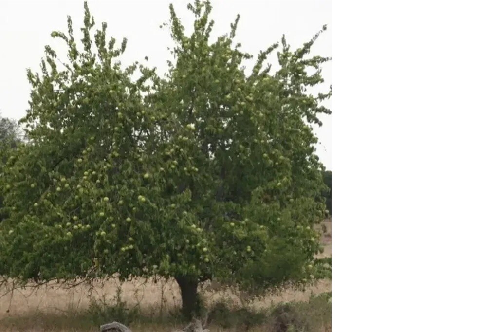 OSAGE ORANGE TREE SEEDS (Maclura Pomifera) Hedge Apple, 20 Seeds. Free shipping.